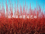 苏北园林 不同规格红瑞木 