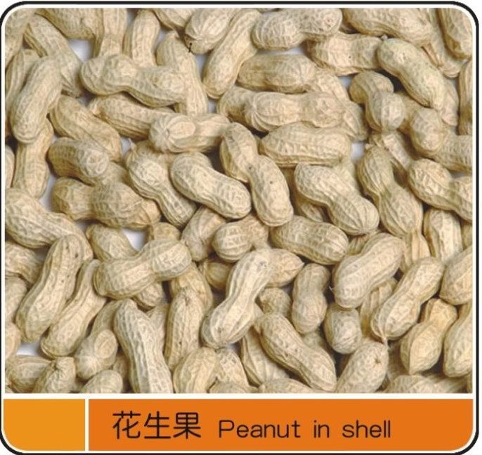 peanut in shall