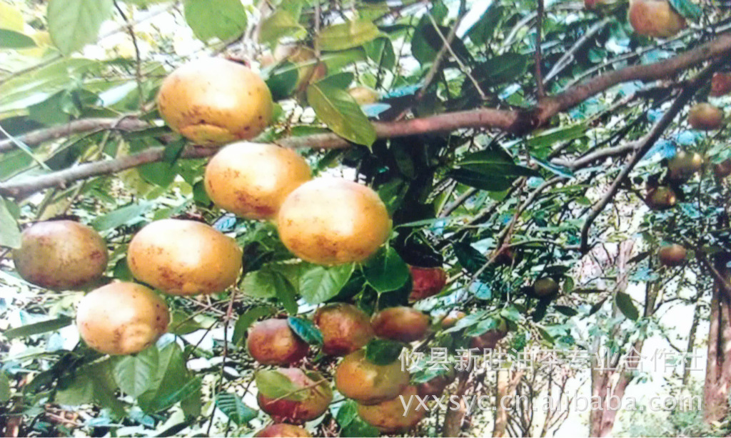 出售果树苗 湖南油茶树苗 嫁接攸县果苗 岑溪软枝油茶苗 果实早