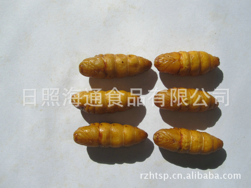特种昆虫-厂家热销 新鲜 高蛋白金丝蛹 蚕蛹价格便宜