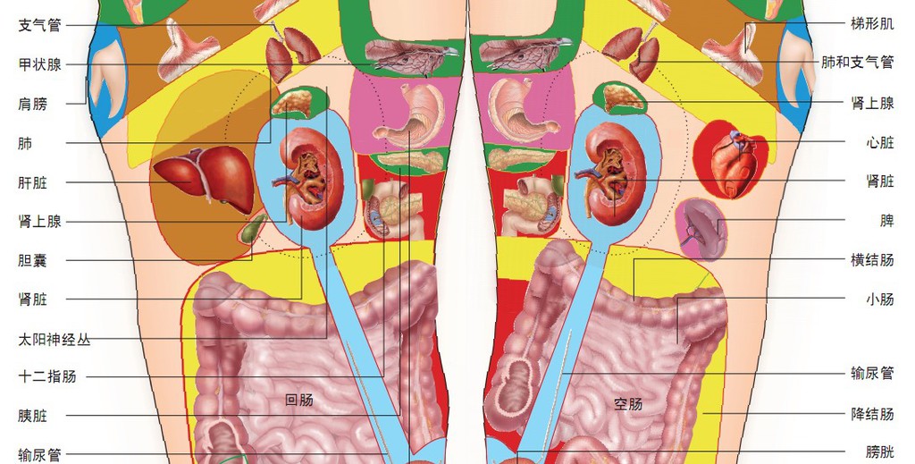 足部全息诊疗挂图,足部全息穴位图解,足部全息穴位治病疗法