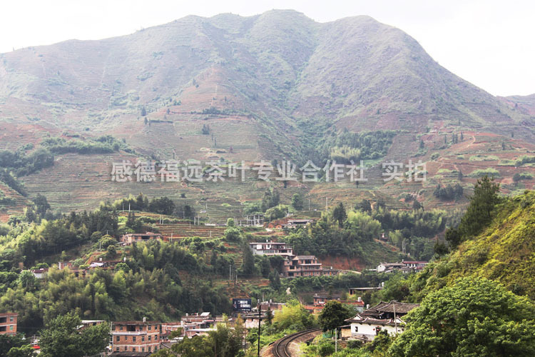 安溪县感德福远茶叶专业合作社