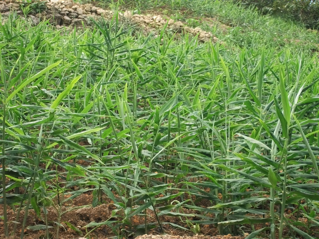 姜地直供广西山地子姜