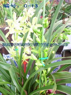 专业种苗-华韵兰花基地常年供应杂交兰花组培种苗-k13金边凤凰