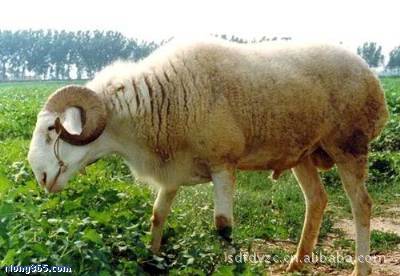 改良肉羊育肥种羊苗、肉羊价格、肉羊养殖技术