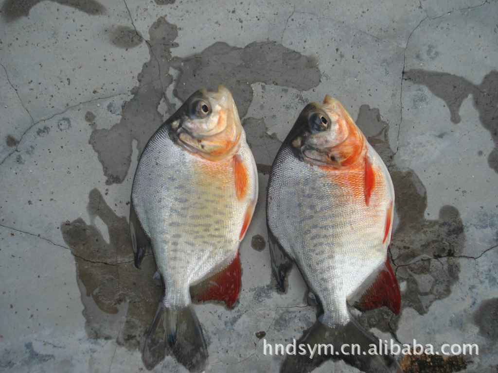 冷冻金鲳鱼 20斤/件8成货 多规格金仓鱼 白鲳鱼 黄立鲳鱼-阿里巴巴