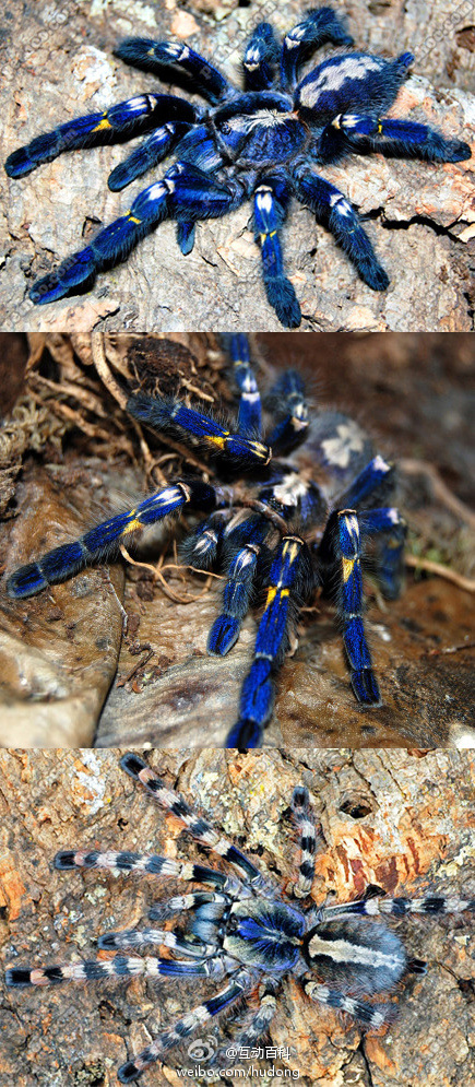 蓝宝石华丽雨林---一种蜘蛛(图)