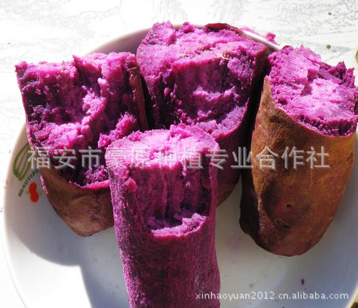 长期出售紫薯种子 紫薯米 欢迎来电咨询