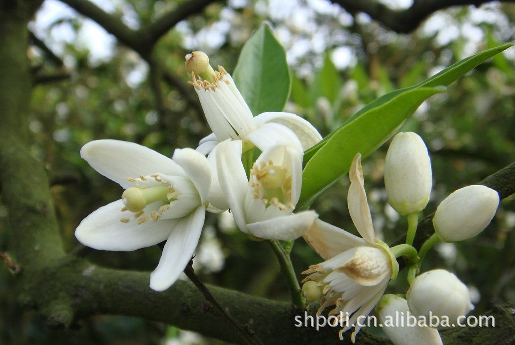 neroli essential oil true印度橙花精油美白淡斑