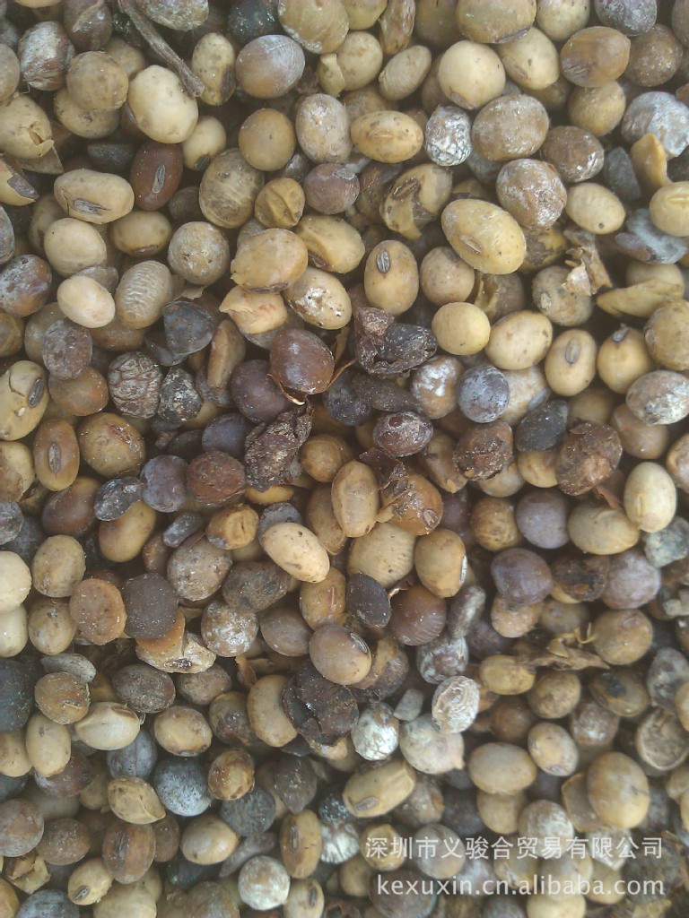 大量供应有机肥原料水湿发霉黄豆