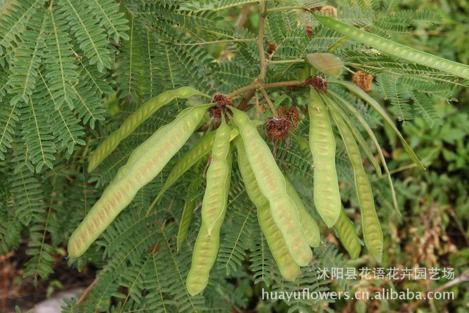 银合欢种子图片