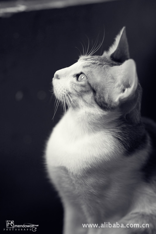 猫咪的眼神,你不懂 pp