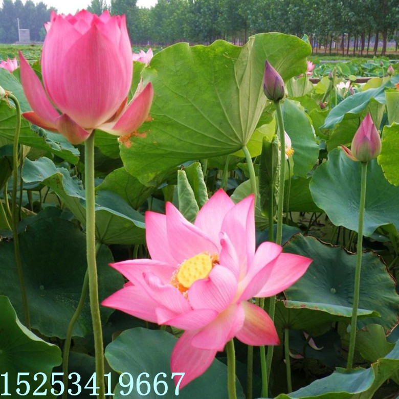 831054358_1757512064_副本