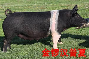 大约克夏种母猪,长至200斤只需143天,腿粗,产仔率高