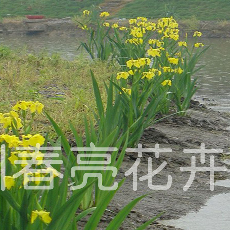 青州花卉厂家 大量出售 水生花卉 种类繁多 【图】