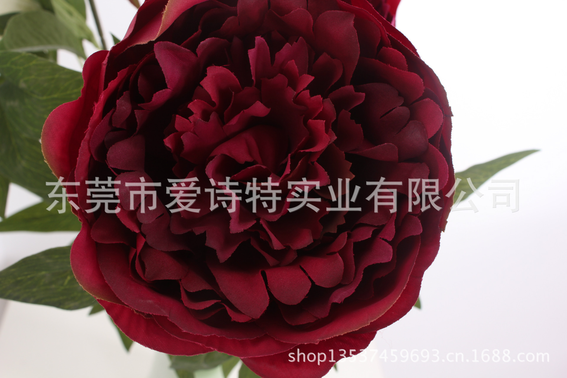 单枝3头牡丹2（3-Head Peony）SJB1412