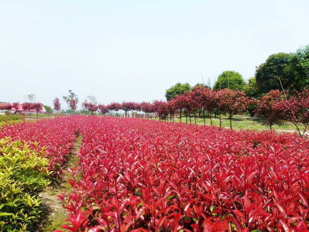 热销推荐 优质绿化苗木 苗圃用苗 花灌木小苗 红叶石楠小苗