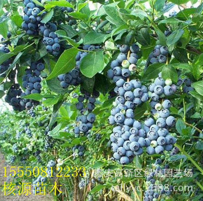 直销优质树苗,蓝莓树苗,蓝莓树苗价格
