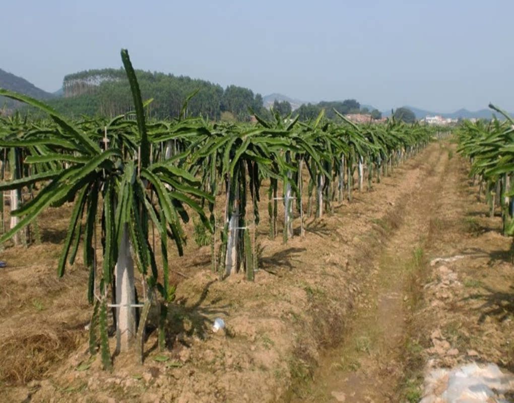 批发火龙果果树苗,保活苗,火龙果苗木,霞客耕耘园苗木基地