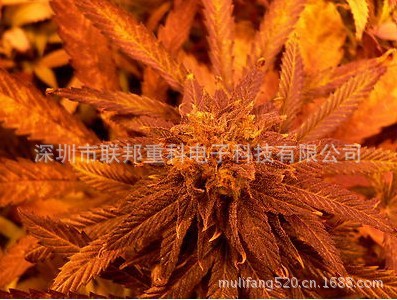 apollo大麻13