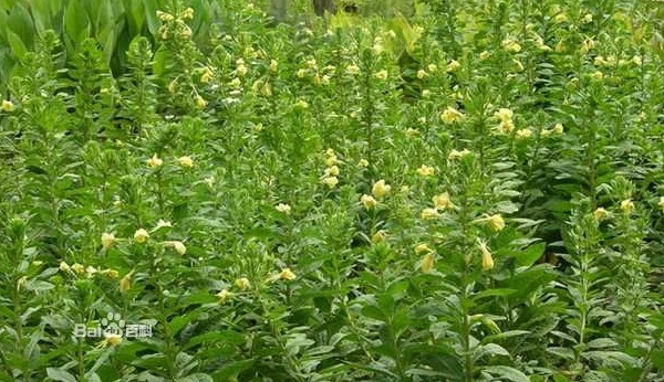 野生山芝麻 产自辽宁抚顺 批发于全国各地【具有软化血管功效】