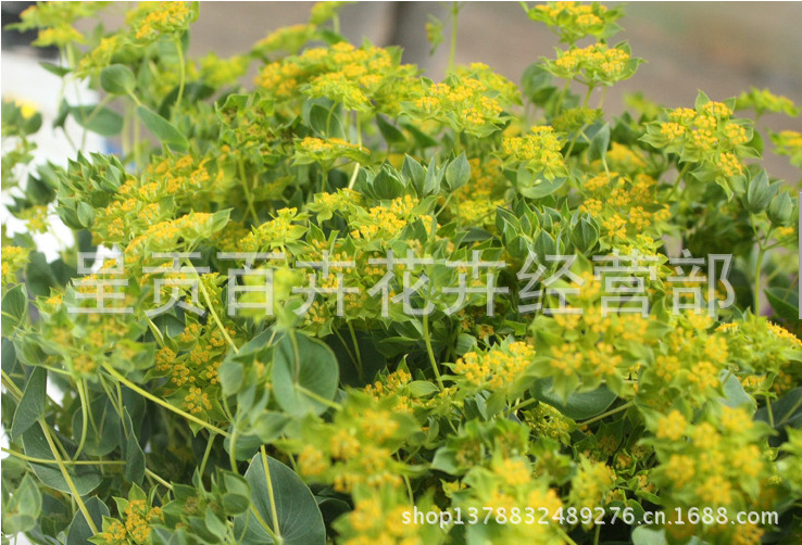 昆明优品质鲜花批发 批发优质鲜切花 配花叶上黄金 非永生花批