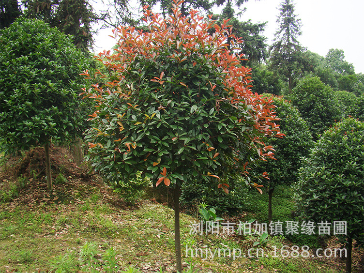 精品高杆红叶石楠树红叶石楠球大量供应