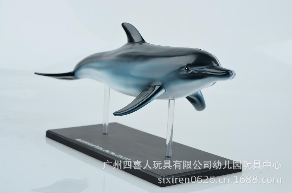 广东广州4d master 中小学生动物海豚标本解剖模型 ha