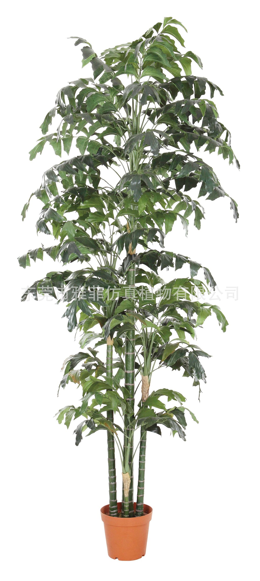 SJA0731  鱼尾葵 645-5p  200CM