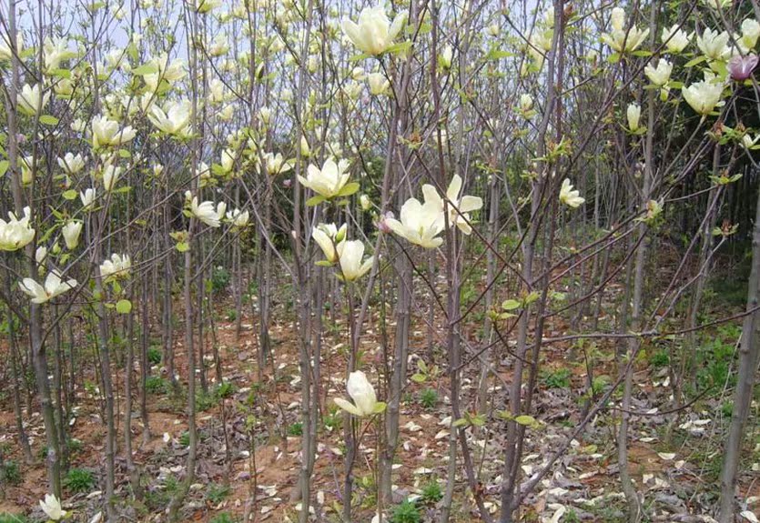 樱花,红枫,石榴,栾树,枇杷树,金银木,玉兰,红绿梅,紫叶桃,大叶女贞