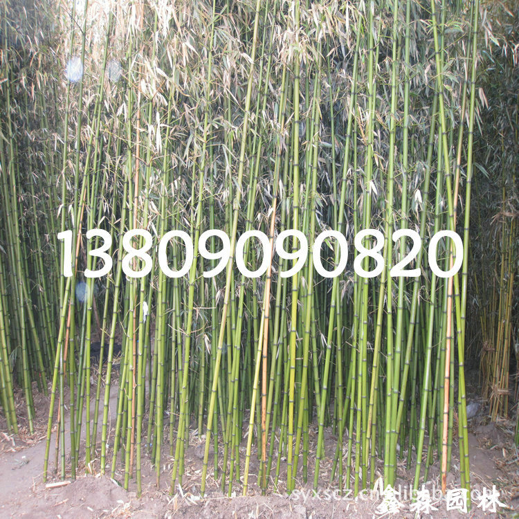 观赏竹子 (259)