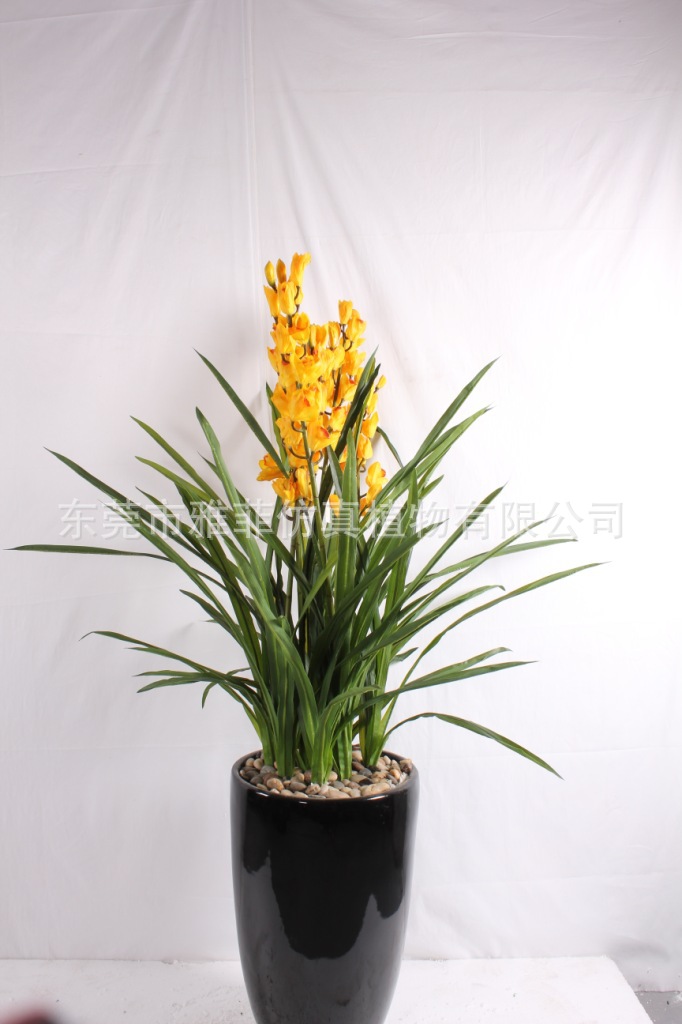 SJA0266 黄金莲 110CM