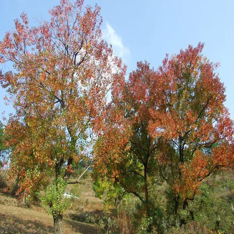 供应【苗圃直销】乌桕 红叶乌桕 基地批发各种规格绿化苗木花卉 草种