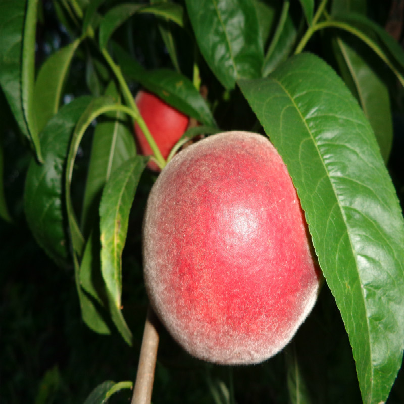 Բ Ʒְĺ(Բ)