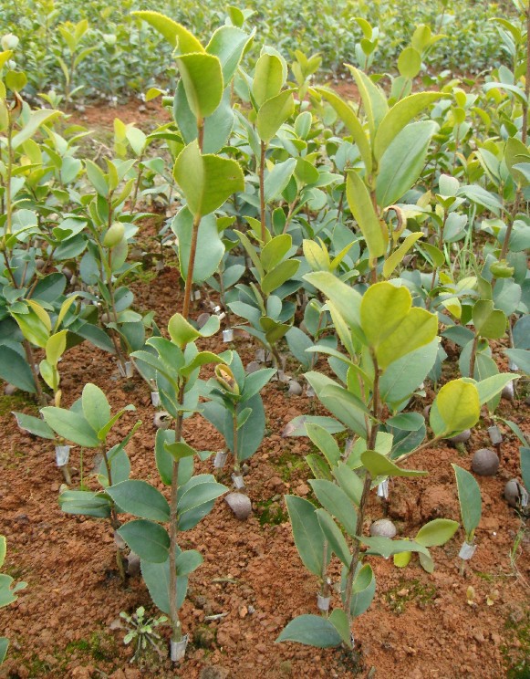 供应优质油茶树苗 各种规格 大量价优 欢迎选购