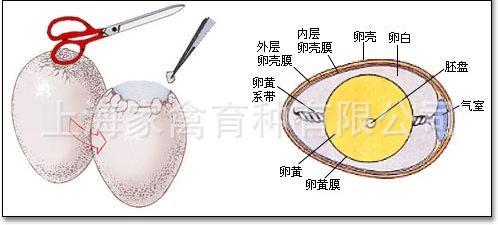 大量胚胎蛋鸡蛋白壳鸡蛋白玉鸡蛋胚蛋批发欢迎选购