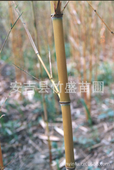 黄秆京竹1