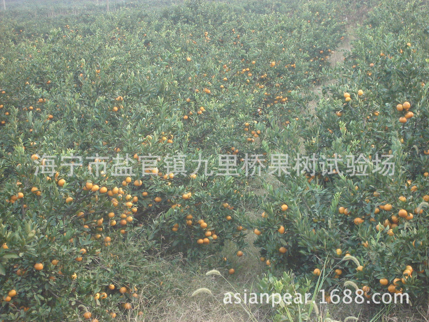 供应3-10cm大规格园林绿化用桔子树