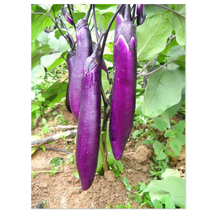 优质蔬菜种子 万紫千红 杂交紫红色 茄子种子