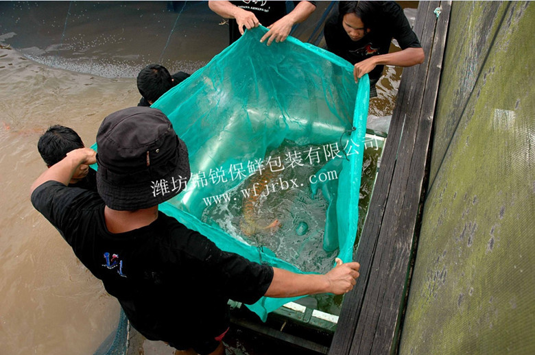 锦锐-活鱼保鲜基地