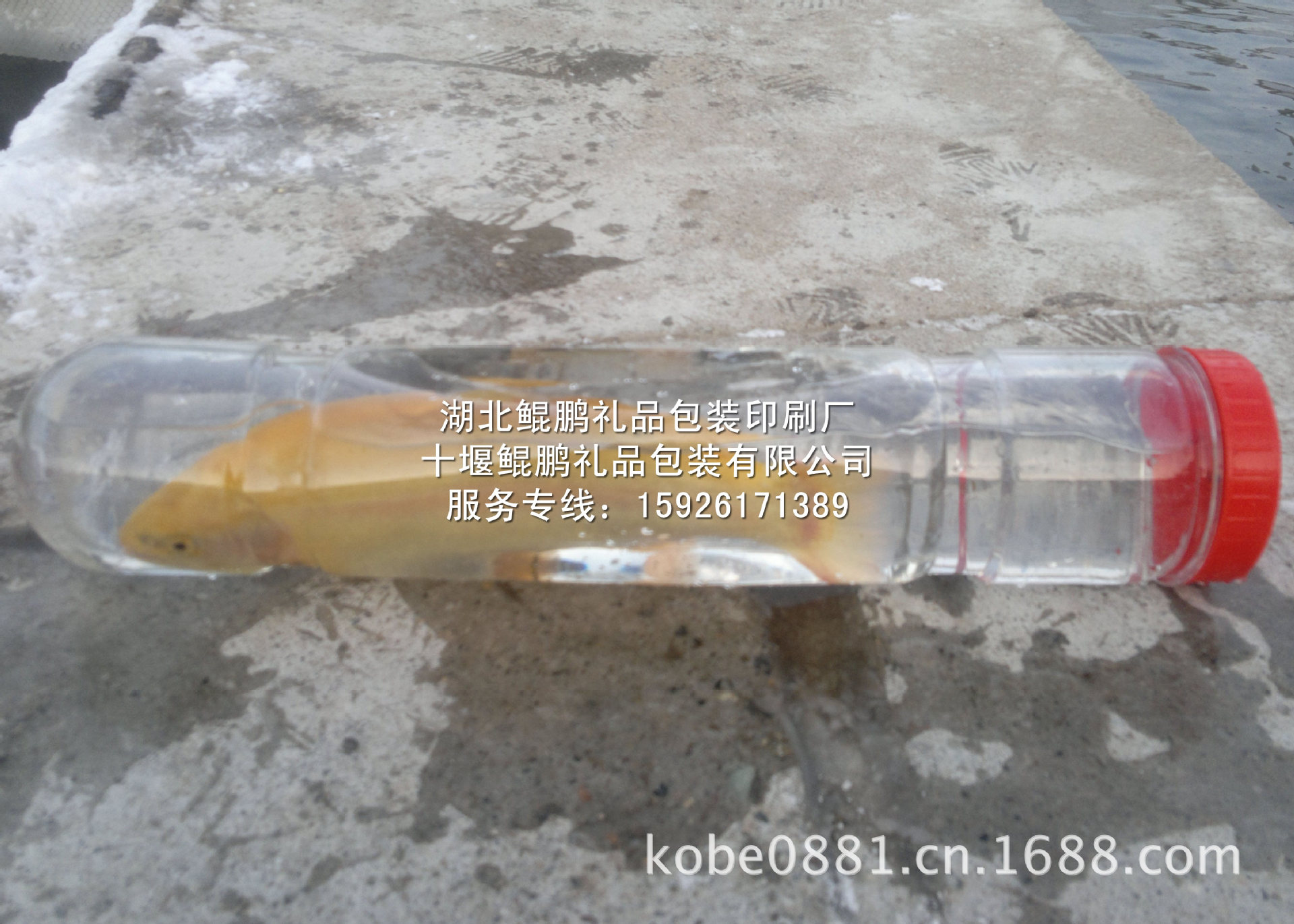 活鱼礼品包装筒金鳟1