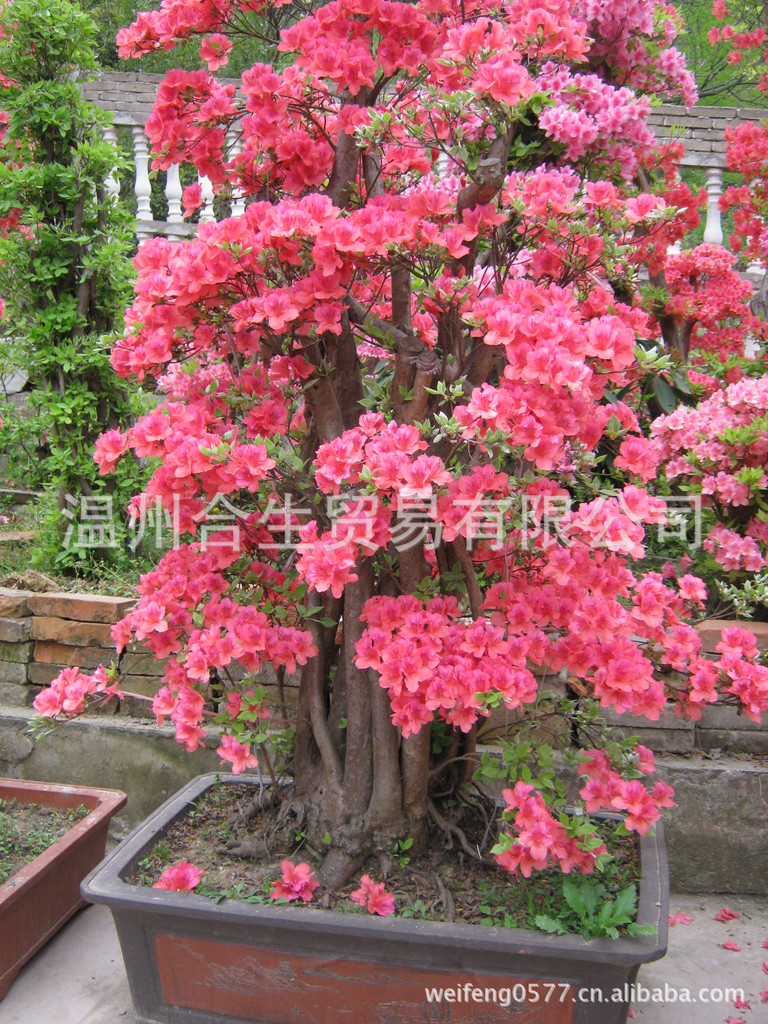 03年映山红盆景作品