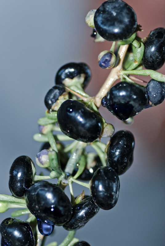 供应信息 植物提取物 黑枸杞子青海 2013新货 大量批发 质优价廉 头茶