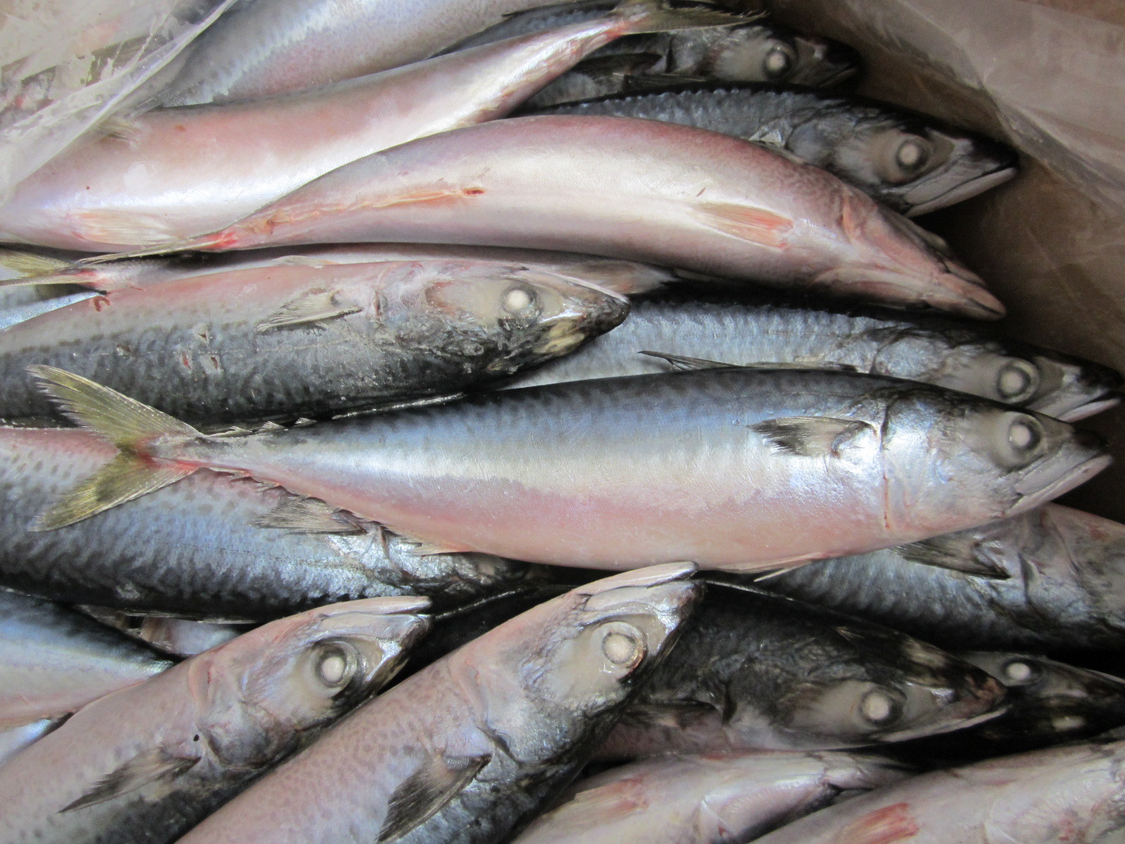 青岛鲅鱼上市，每条20斤比孩子都大|鲅鱼|青岛|伊春_新浪新闻