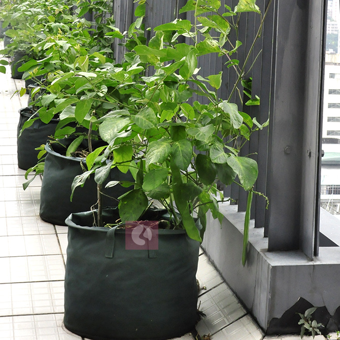 圆形种植袋 花盆容器 屋顶楼顶阳台种植diy 阳台种菜花盆 种植袋图片