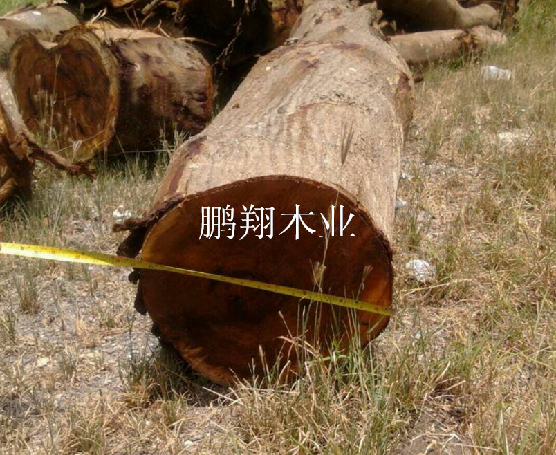 供应优质木材 进口相思木原木 台湾小叶相思木图片_7