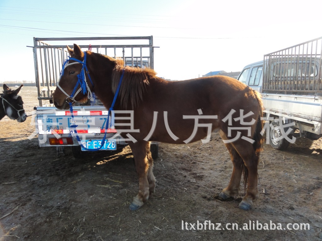 种马 肉马 马市场 骑马市场 马价格 跑马 马驹