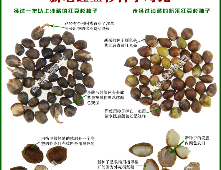 供应沙藏红豆杉种子 批发曼地亚红豆杉 南方红豆杉种子东北红豆杉