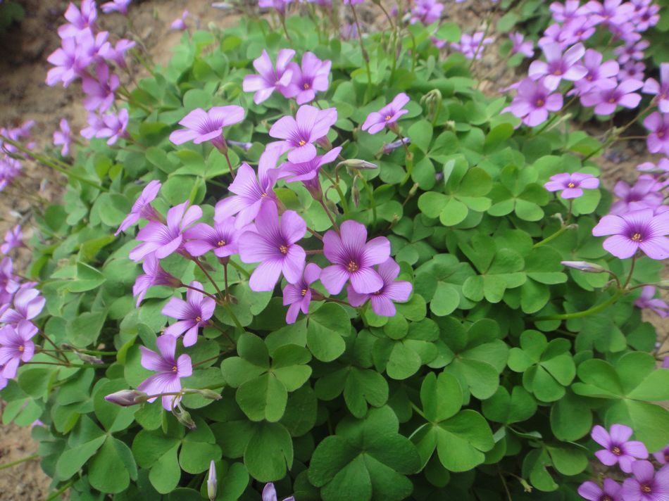 供应红花醡江草 佛甲草 三叶草 红花草等绿化草坪