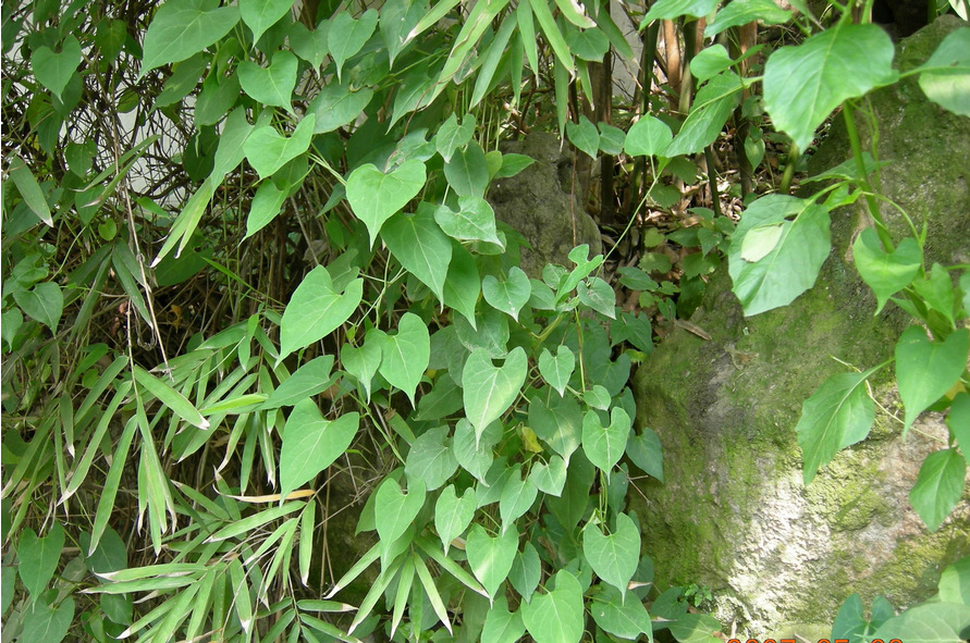 批发供应 慈菇 水生植物 园林绿化